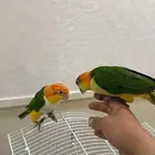 للبيع كايك بيلي حبتين ولايف