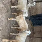 اناث صنف