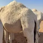 قعود حاشي قصب