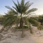 نخل