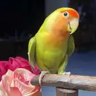 للبيع ببغاء الروز الاليف