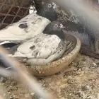جوز باكستاني