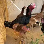 دجاج بكستاني