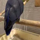 روز اليف