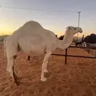 للبيع لقحه وضحى