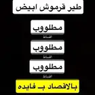 مطلوب طير بالاقساط بفايده
