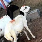 اثنين اضاحي للبيع على السوم