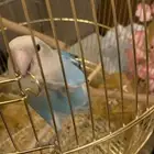 للبيع طير روز