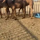 حشو قعدان 4الخفجي تفريد