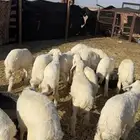 بهم حري العدد 26