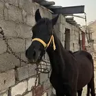 مهر ادهم بطل.