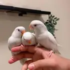 (مباع) فروخ روز البينو أليف جد ا نشبه نهاية غر (فاخر)