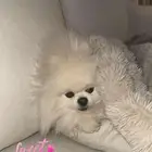 كلب بومرينيان