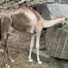 بكره بلدي للبيع