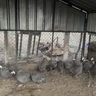 دجاج حبشي