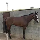 حصان انتاج