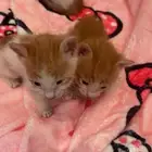 قطوه كيتن شيرازي امريكي على السوم