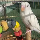 طير روز البينو