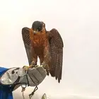 صقر شاهين جبلي