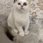 قطتان كيتن للبيع