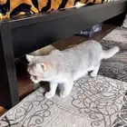 سكوتش ستريت للتبني