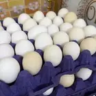 بيض بلدي طازج يوميا