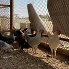 فراريج بلدي