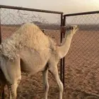 قعود قصب