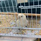 روز للبيع