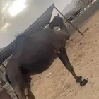 ناقه لقحه مجهم