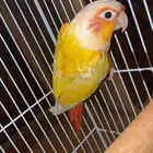 كنيور صن شك