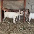 عمانيات ع جنوبي