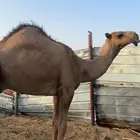 تربة