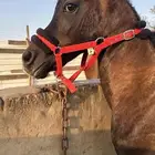 مهر واهو للبيع