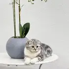 قطة سكوتش فولد