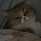 قطه للتزاوج