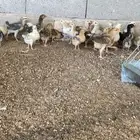 صوص دجاج بلدي