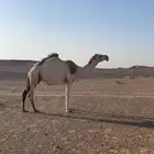 ناقة ضريبه طيبه