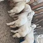 خرفان حريه