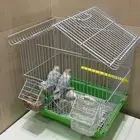 زوج طيور روز فشر للبيع