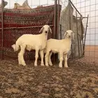 طليان تربيه بريه شحم قريب الحناكيه