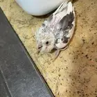 فرخ كروان هافي بايد