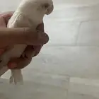 انثى روز البينو صافيي