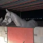 حصان عربي اصيل واهو بأوراق