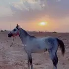 حصان شيخ للبيع