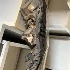 شمعه كامري 2024