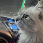 قط منزل هارب او اهله طاردينه