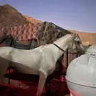 حصان واهو مع