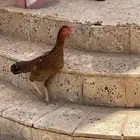 دجاجه سنديه طيبه حلاه سلايمه 100 100