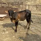 حسيل ذكر للبيع